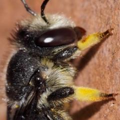 Pseudoanthidium (Immanthidium) repetitum at Evatt, ACT - 12 Apr 2014