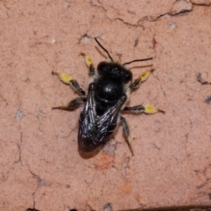 Pseudoanthidium (Immanthidium) repetitum at Evatt, ACT - 12 Apr 2014 09:42 AM