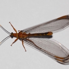 Nymphes myrmeleonoides at Evatt, ACT - 28 Dec 2015