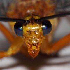 Nymphes myrmeleonoides at Evatt, ACT - 28 Dec 2015