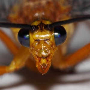 Nymphes myrmeleonoides at Evatt, ACT - 28 Dec 2015 06:13 AM