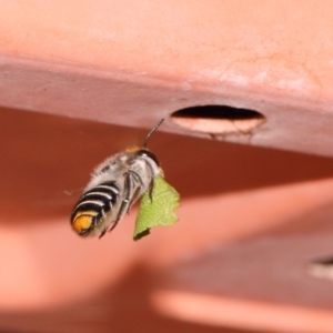 Megachile (Eutricharaea) maculariformis at Evatt, ACT - 2 Dec 2016 01:36 PM