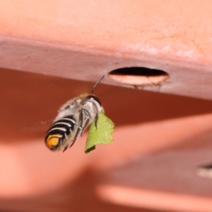Megachile (Eutricharaea) maculariformis at Evatt, ACT - 2 Dec 2016