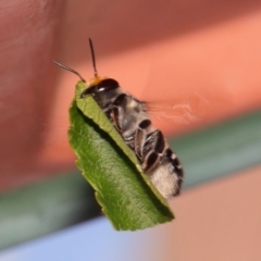 Megachile (Eutricharaea) maculariformis at Evatt, ACT - 2 Dec 2016
