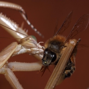 Archimantis sp. (genus) at Evatt, ACT - 25 Jan 2015 11:43 AM