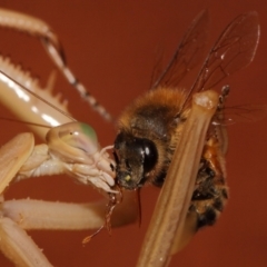 Archimantis sp. (genus) at Evatt, ACT - 25 Jan 2015 11:43 AM