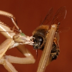 Archimantis sp. (genus) at Evatt, ACT - 25 Jan 2015 11:43 AM