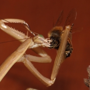 Archimantis sp. (genus) at Evatt, ACT - 25 Jan 2015 11:43 AM