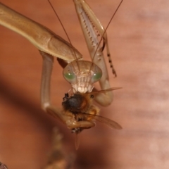 Archimantis sp. (genus) at Evatt, ACT - 25 Jan 2015 11:43 AM