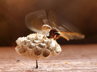 Polistes (Polistella) humilis (Common Paper Wasp) at Evatt, ACT - 8 Oct 2013 by TimL