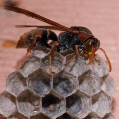 Polistes (Polistella) humilis at Evatt, ACT - 8 Oct 2013 06:17 PM