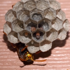 Polistes (Polistella) humilis at Evatt, ACT - 8 Oct 2013 06:17 PM