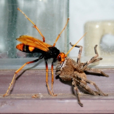 Cryptocheilus sp. (genus) (Spider wasp) at Evatt, ACT - 14 Nov 2009 by TimL