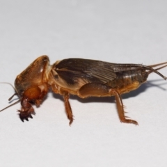 Gryllotalpa sp. (genus) (Mole Cricket) at Majura, ACT - 7 Sep 2016 by TimL