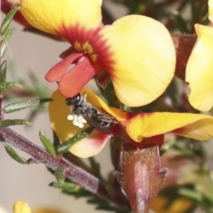 Lasioglossum (Chilalictus) sp. (genus & subgenus) (Halictid bee) at Bruce Ridge - 23 Sep 2021 by AlisonMilton