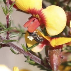 Lasioglossum (Chilalictus) sp. (genus & subgenus) at Bruce, ACT - 23 Sep 2021