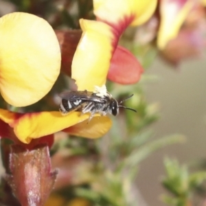 Lasioglossum (Chilalictus) sp. (genus & subgenus) at Bruce, ACT - 23 Sep 2021