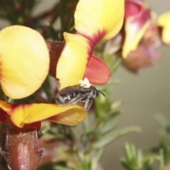 Lasioglossum (Chilalictus) sp. (genus & subgenus) at Bruce, ACT - 23 Sep 2021