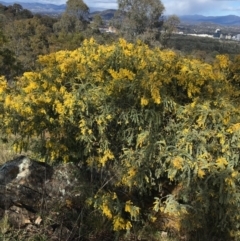 Acacia vestita (Hairy Wattle) at Red Hill, ACT - 21 Sep 2021 by NedJohnston