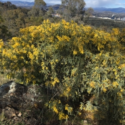 Acacia vestita (Hairy Wattle) at Red Hill, ACT - 21 Sep 2021 by NedJohnston