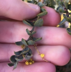 Acacia vestita at Red Hill, ACT - 21 Sep 2021