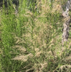 Cassinia sifton (Sifton Bush, Chinese Shrub) at Garran, ACT - 21 Sep 2021 by Ned_Johnston