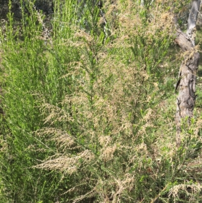 Cassinia sifton (Sifton Bush, Chinese Shrub) at Red Hill Nature Reserve - 21 Sep 2021 by Ned_Johnston