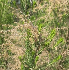 Cassinia sifton at Garran, ACT - 21 Sep 2021 10:10 AM