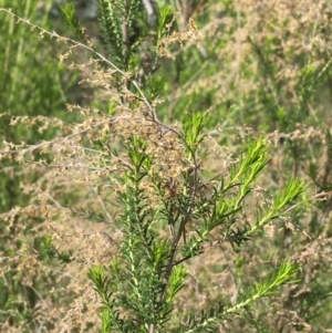 Cassinia sifton at Garran, ACT - 21 Sep 2021