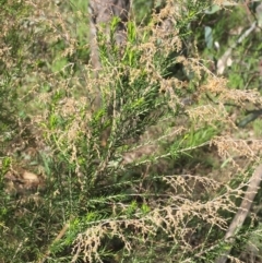 Cassinia sifton at Garran, ACT - 21 Sep 2021 10:10 AM