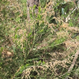 Cassinia sifton at Garran, ACT - 21 Sep 2021 10:10 AM