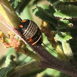 Ellipsidion sp. (genus) at Garran, ACT - 21 Sep 2021