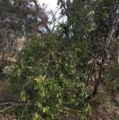 Pandorea pandorana (Wonga Wonga Vine) at Garran, ACT - 21 Sep 2021 by Ned_Johnston