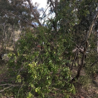 Pandorea pandorana (Wonga Wonga Vine) at Garran, ACT - 21 Sep 2021 by NedJohnston