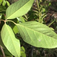 Pandorea pandorana at Garran, ACT - 21 Sep 2021 10:17 AM