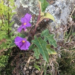 Solanum cinereum (Narrawa Burr) at Red Hill Nature Reserve - 21 Sep 2021 by Ned_Johnston