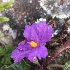 Solanum cinereum at Garran, ACT - 21 Sep 2021