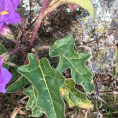Solanum cinereum at Garran, ACT - 21 Sep 2021