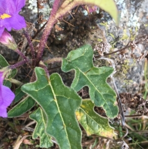 Solanum cinereum at Garran, ACT - 21 Sep 2021