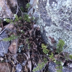 Cheilanthes distans (Bristly Cloak Fern) at Red Hill Nature Reserve - 21 Sep 2021 by Ned_Johnston