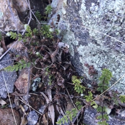 Cheilanthes distans (Bristly Cloak Fern) at Garran, ACT - 21 Sep 2021 by Ned_Johnston