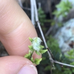 Cheilanthes distans at Garran, ACT - 21 Sep 2021