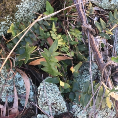 Pellaea calidirupium (Hot Rock Fern) at Garran, ACT - 21 Sep 2021 by NedJohnston