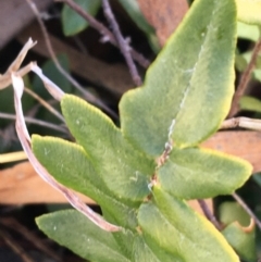 Pellaea calidirupium at Garran, ACT - 21 Sep 2021 10:28 AM