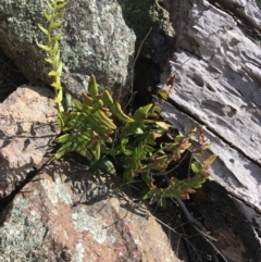 Pellaea calidirupium (Hot Rock Fern) at Red Hill Nature Reserve - 21 Sep 2021 by Ned_Johnston