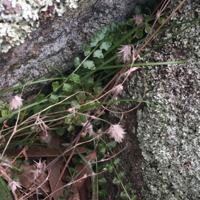 Asplenium flabellifolium (Necklace Fern) at Garran, ACT - 21 Sep 2021 by Ned_Johnston