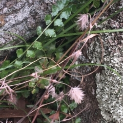 Asplenium flabellifolium at Garran, ACT - 21 Sep 2021