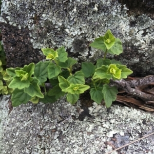 Scutellaria humilis at Garran, ACT - 21 Sep 2021