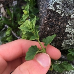 Scutellaria humilis at Garran, ACT - 21 Sep 2021 10:41 AM