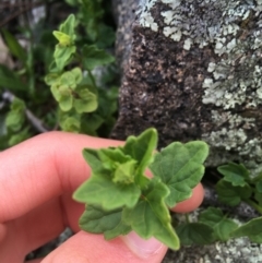 Scutellaria humilis at Garran, ACT - 21 Sep 2021 10:41 AM